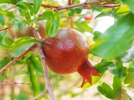 röd mogen granatäpple frukt växa på granatäpple träd i trädgård. punica granatum frukt, stänga upp. av granatäpple till producera en utsökt juice. foto