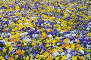 Flerfärgad fikus blommor eller pansies stänga upp som bakgrund eller kort foto