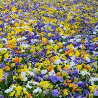 Flerfärgad fikus blommor eller pansies stänga upp som bakgrund eller kort foto