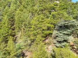 grön skog berg med åka skidor sluttningar foto