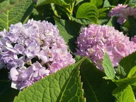 små lila med rosa blomning delikat trädgårdar storbladig blommor skön fluffig ovanlig exotisk växter. de bakgrund foto