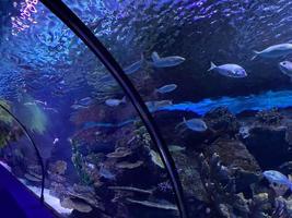 glas tunnel i l'oceanografisk akvarium i Valencia, Spanien foto
