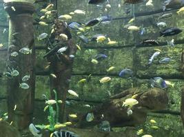 flerfärgad skön fisk simma i ett akvarium eller under vattnet i de hav på en korall rev. begrepp turism, marin liv, dykning foto