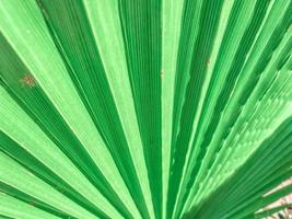 färsk grön tropisk handflatan blad stänga upp yta textur bild som bakgrund bild. grön palmträd blad textur med Ränder. foto