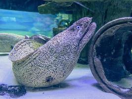 observation av de liv av fisk i de akvarium. vit ål med svart prickar nära de krux. hal fisk den där utseende tycka om en orm. ål i ett akvarium Bakom glas foto