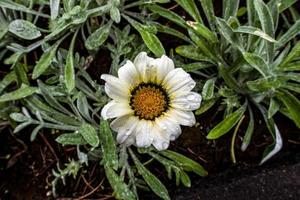 2022 08 16 madeira gazania rigens foto