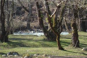 träd nära de flod foto