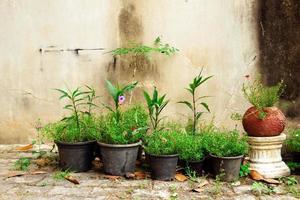 gammal sjaskig vägg och färgrik växter i de krukor. chiang maj, thailand. foto