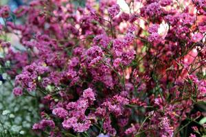 resa till Bangkok, thailand. de små rosa blommor i de bukett på de marknadsföra. foto