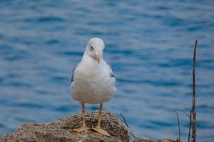 vild seagulls i natur längs de klippor av de katalansk costa brava, medelhavs, Spanien. foto