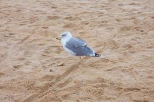 vild seagulls i natur längs de klippor av de katalansk costa brava, medelhavs, Spanien. foto