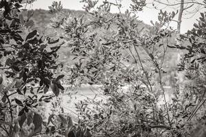 mangrove- och pouso -strand på den tropiska ön ilha grande brazil. foto