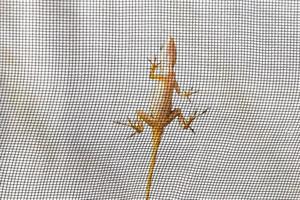 små rosa gecko ödla kryper upp netto holbox ö Mexiko. foto