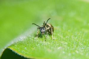 närbild Foto av svart myror på en blad