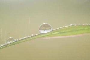närbild Foto av morgon- dagg på löv, naturlig vatten droppar för bakgrund