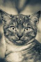 vacker söt katt med gula ögon grön natur bakgrund minsk. foto