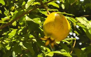 granatäpple granatäpplen växa på de träd i puerto escondido Mexiko. foto