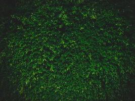 grön löv naturlig vägg bakgrund med vinjettering foto