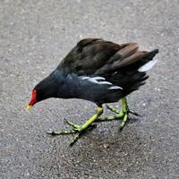 en stänga upp av en moorhen foto