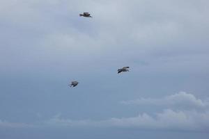 vild seagulls i natur längs de klippor av de katalansk costa brava, medelhavs, Spanien. foto