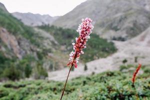 fe- ängar nanga parbat skön landskap bergen se foto