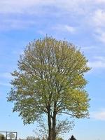 se av en trädtopp på en sommarlik dag foto