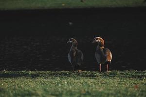 familj av egyptisk gäss stående nära de sjö foto