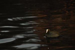 närbild av vatten fågel eurasian sothöna simning i de sjö foto