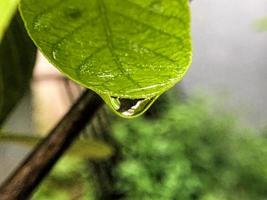 grön löv i dagg droppar. växter efter de regn. grund djup av fält foto