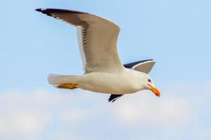 rio de Janeiro, rj, Brasilien - augusti 28, 2022 - seagulls på grumari strand foto