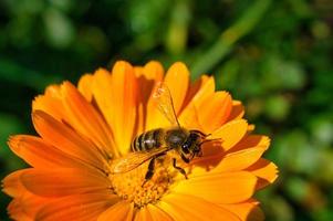 bi samlar nektar på en maskros blomma makro. makro skott från natur. insekter foto