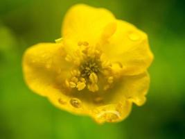 vild blommor med ljus humör i bokeh. bra kronblad. natur skott från de växt värld foto