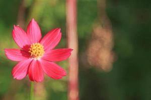 skön röd kosmos blomma på en ljus blå himmel bakgrund i de kväll i en bondens trädgård den där är planterade bredvid de hus och naturligtvis byggd, med Plats till skriva meddelanden och affischer. foto