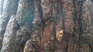 tall träd bark textur som bakgrund foto
