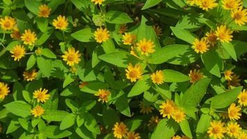 skön och fantastisk guld medaljong blommor foto