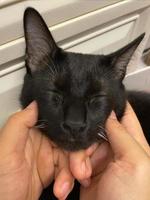 innehav en katt ansikte och stänga hans ögon. Lycklig katt är nöjd med hand stryka. svart kattunge. foto