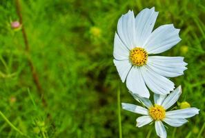 vit kosmos gul ståndare blomma kopia Plats fläck bakgrund design mall bakgrund tapet baner webb annonser foto