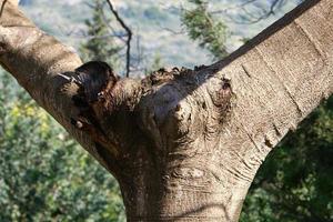 textur av träd trunk och träd bark. foto