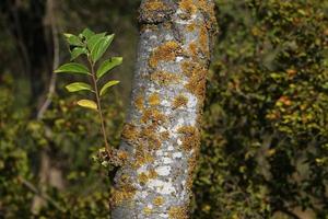 textur av träd trunk och träd bark. foto