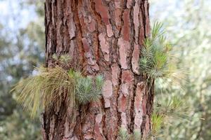 textur av träd trunk och träd bark. foto