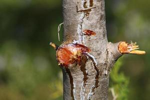 textur av träd trunk och träd bark. foto