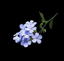 vit BLYBLOMMA eller cape leadwort blommor. stänga upp blå blommor bukett isolerat på svart bakgrund. topp se exotisk blomma knippa. foto