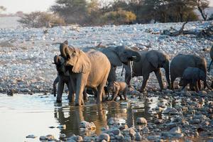 grupp av elefanter Inklusive spädbarn dricka vatten foto