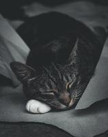 en katt sovande lugnt bland papper foto