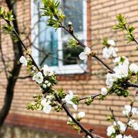 kvistar av blommande svart körsbär och Land hus foto