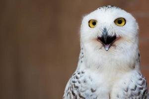 snöig Uggla eller bubo scandiacus en stor vit Uggla av de typisk Uggla familj med kopia Plats. foto