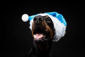 porträtt av en doberman hund i en santa hatt isolerat på en svart bakgrund. foto