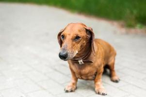 porträtt av en söt taxhund leende och glad i solig sommardag för en promenad i sommarparken foto