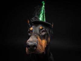 porträtt av en doberman hund i en huvudbonad. karneval eller halloween. foto