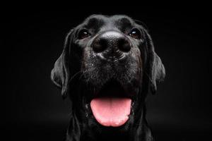 porträtt av en labrador retrieverhund på en isolerad svart bakgrund. foto